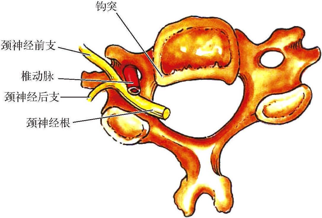 第九節(jié) 頸椎退行性變的解剖基礎(chǔ)